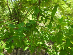 Malpighia emarginata