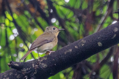 Cyornis hainanus
