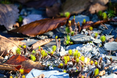 Polytrichum piliferum