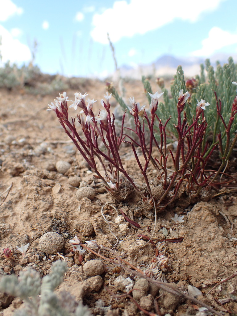 Limonium hoeltzeri