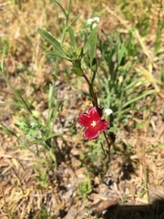 Clarkia tenella