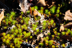 Polytrichum piliferum