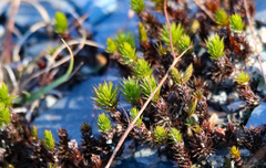Polytrichum piliferum