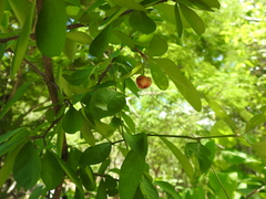 Malpighia emarginata