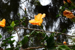Hibiscus rosa-sinensis