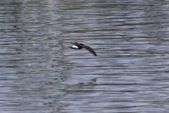 Hydrobates tethys