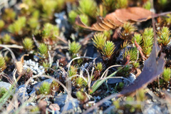 Polytrichum piliferum