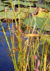 Rhynchospora corniculata