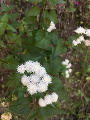 Ageratina glechonophylla