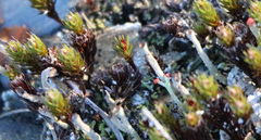 Cladonia verticillata