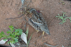 Turnix varius