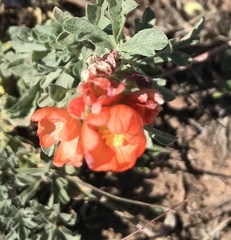Sphaeralcea coccinea