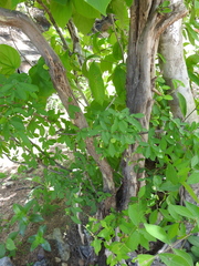 Malpighia emarginata