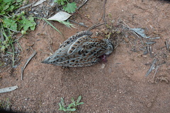 Turnix varius
