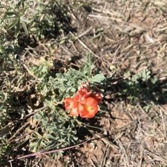 Sphaeralcea coccinea