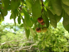 Malpighia emarginata