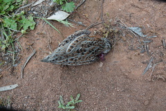 Turnix varius