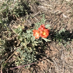 Sphaeralcea coccinea