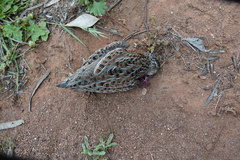 Turnix varius