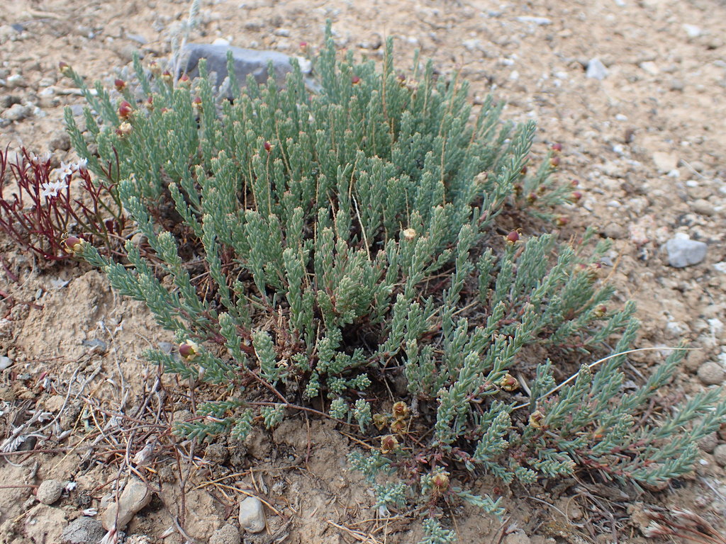 Reaumuria kaschgarica