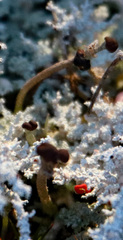 Cladonia macilenta