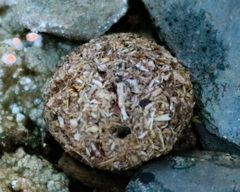 Lepus americanus