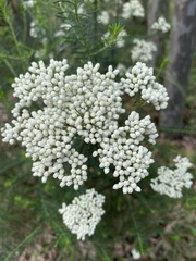 Ozothamnus diosmifolius