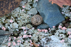Lepus americanus