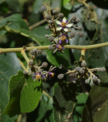 Trichospermum pleiostigma