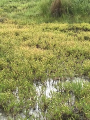 Cotula coronopifolia