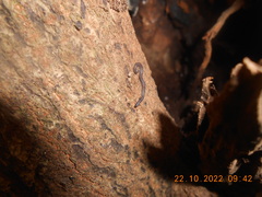 Cambalopsidae