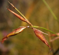 Rhynchospora corniculata