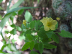 Oxalis frutescens