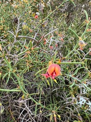 Daviesia brevifolia