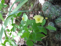 Oxalis frutescens