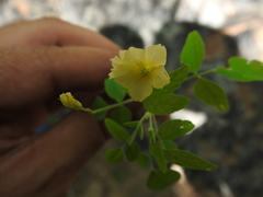 Oxalis frutescens