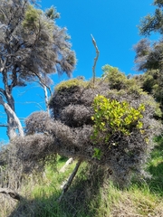 Ileostylus micranthus