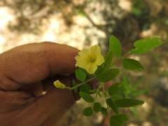 Oxalis frutescens