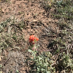 Sphaeralcea coccinea