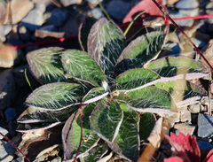 Pilosella officinarum