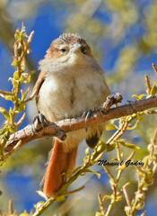 Phacellodomus striaticeps