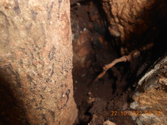 Cambalopsidae