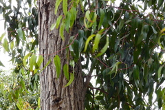 Eucalyptus