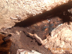 Cambalopsidae