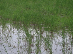 Rostratula benghalensis