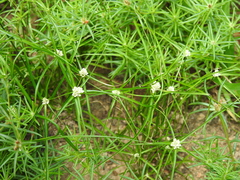 Cyperus seslerioides
