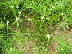 Cyperus seslerioides