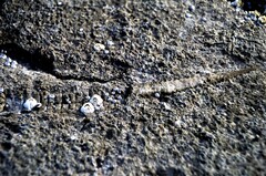 Semibalanus balanoides