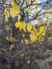 Populus deltoides wislizenii