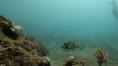 Lactophrys triqueter